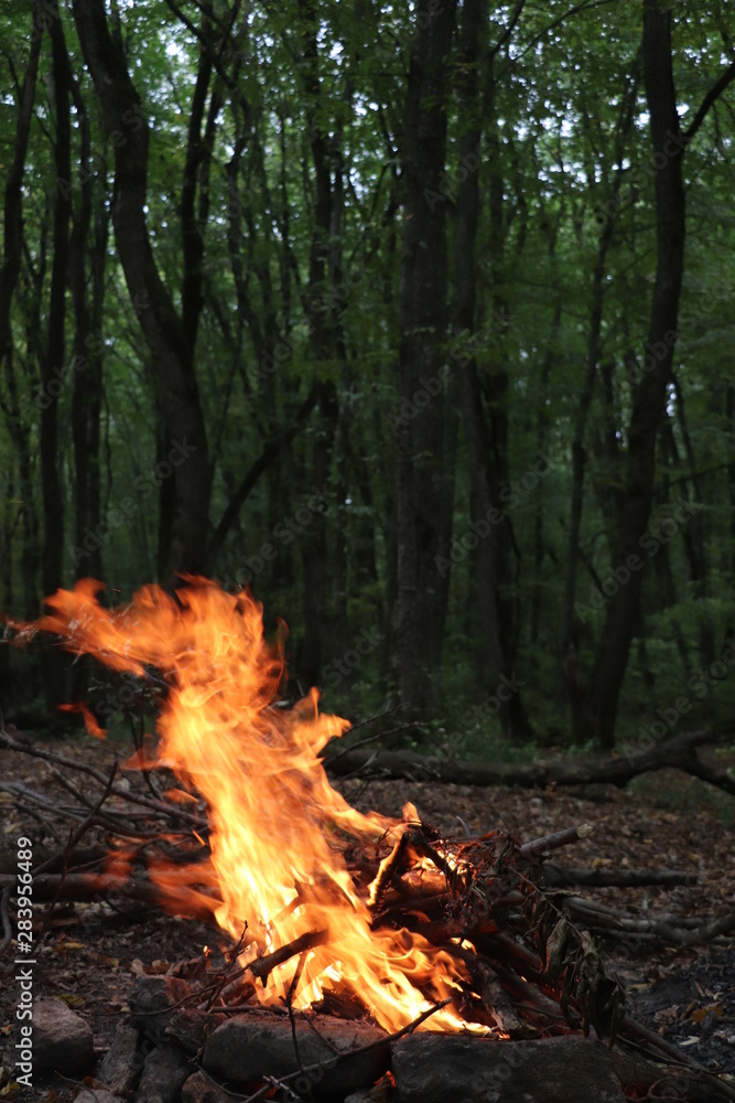 fire in forest fire in forest