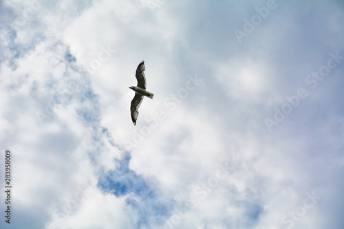 Big seagull on a background of cloudy sky