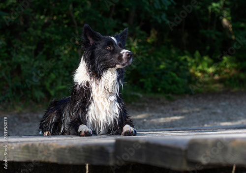 Fototapeta Naklejka Na Ścianę i Meble -  Wet border collie puppy while playing happy at the lake