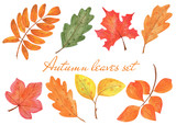 Autumn leaves set