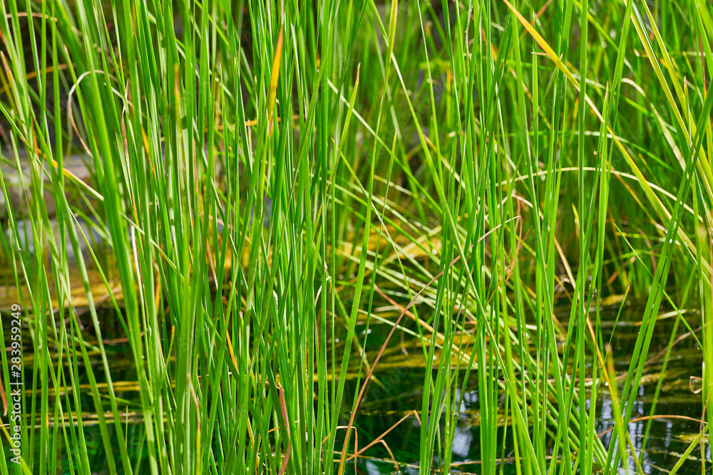 Fototapeta premium Fresh grass