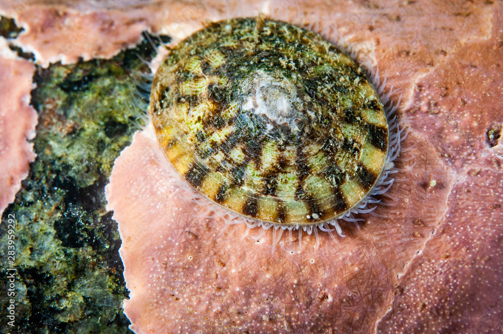 Tortoise-shell limpet underwater in the St. Lawrence