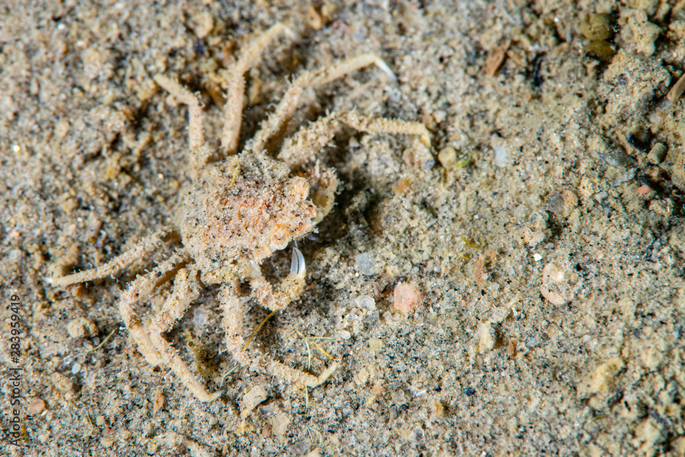 Great spider crab underwater in the St. Lawrence river