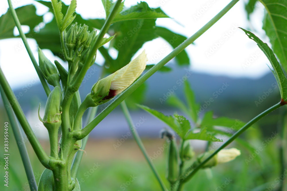 畑にあるオクラの実と萎んだ花 Stock Photo Adobe Stock