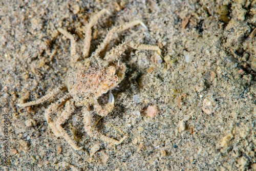Great spider crab underwater in the St. Lawrence river