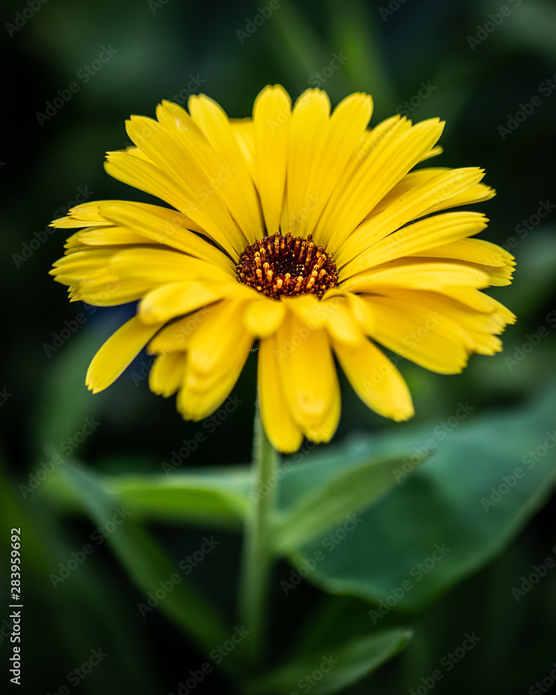 Close Up Yellow Flower Close Up Yellow Flower