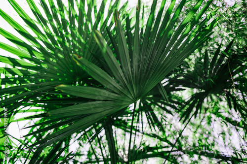 juicy green palm leaf close up
