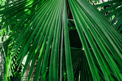 juicy green palm leaf close up