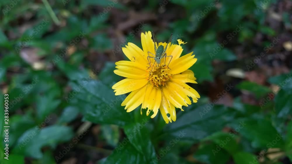 A green bug with long legs collecting pollen off a small yellow flower A green bug with long legs collecting pollen off a small yellow flower