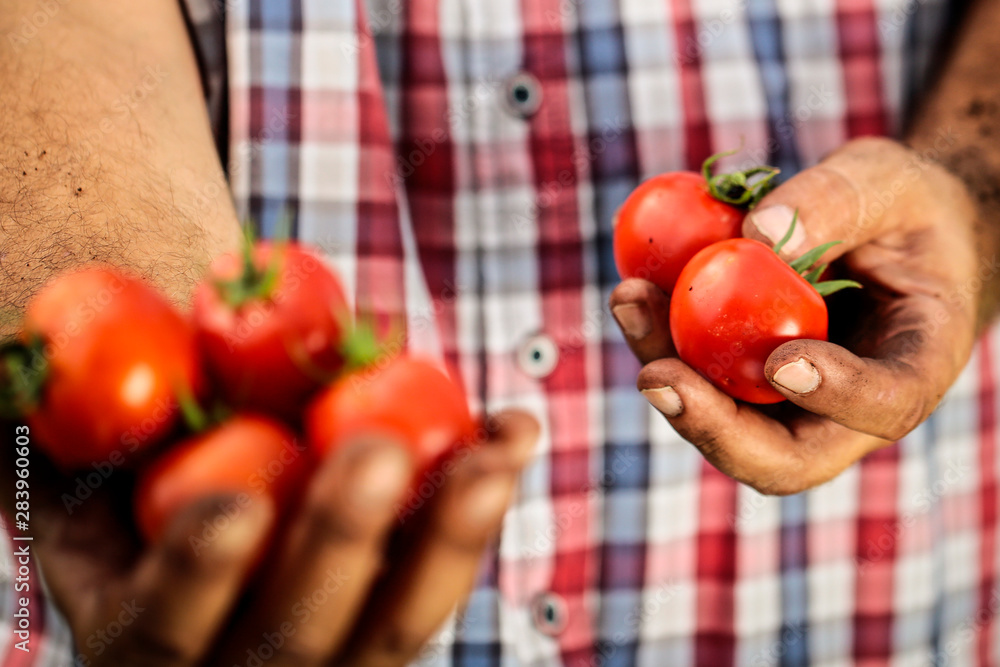 Red tomatoes held in man's soiled hands. Red tomatoes held in man's soiled hands.