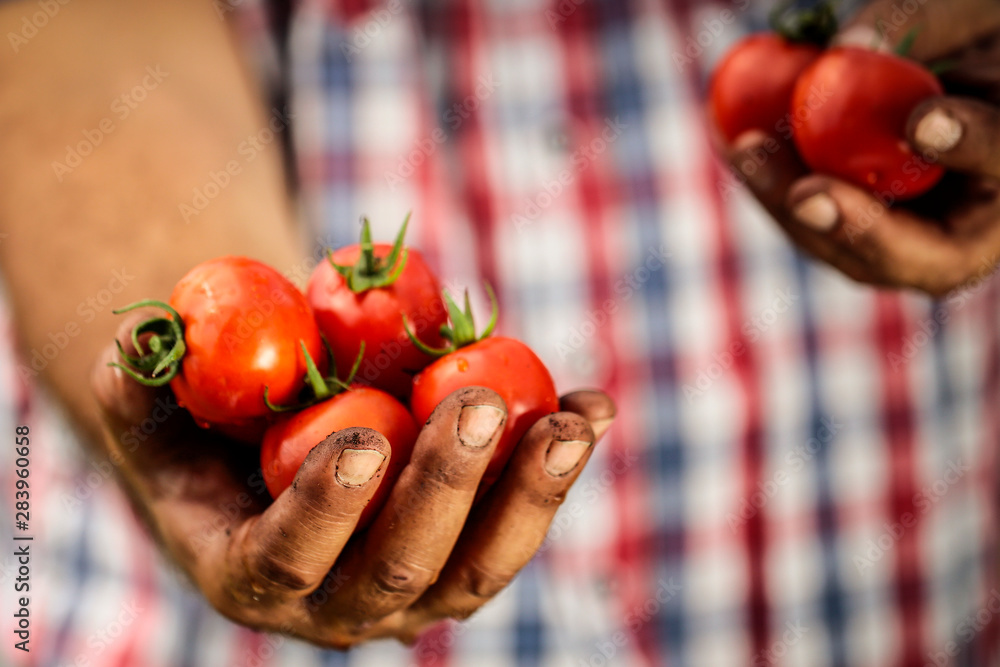 Red tomatoes held in man's soiled hands. Red tomatoes held in man's soiled hands.