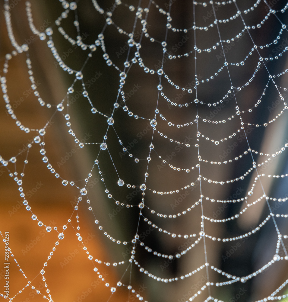 Fototapeta premium Spinnennetz mit Wassertropfen