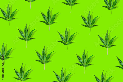 Trendy sunlight CBD pattern with green leaf cannabis on a green background. Minimal CBD OIL concept