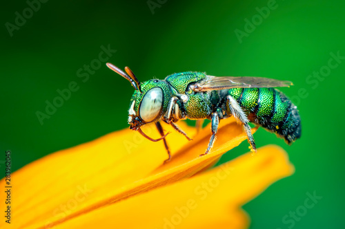 Image of cuckoo wasp (Chrysididae) on yellow flower on a natural background. Insect. Animal.