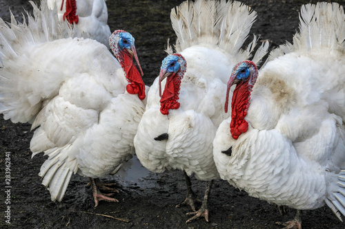 Homemade white turkeys photo