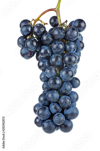 Dark blue grape isolated on white background
