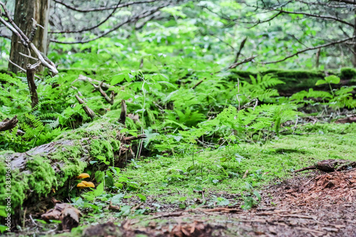 Asheville NC Mountains Woods Green Moss on Trees Stumps 