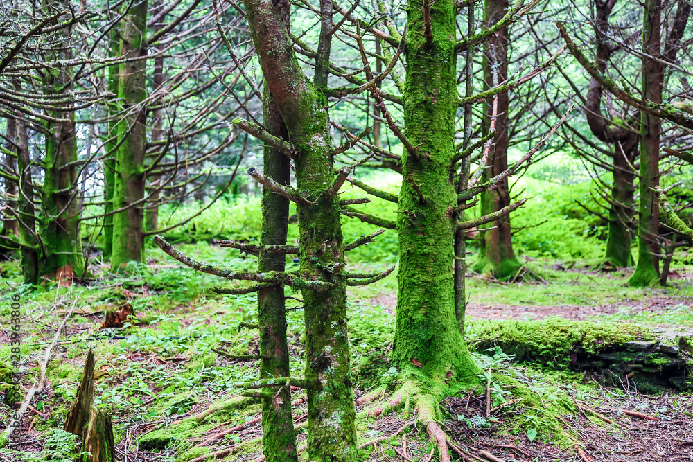 Naklejka premium Asheville NC Mountains Woods Green Moss on Trees Stumps