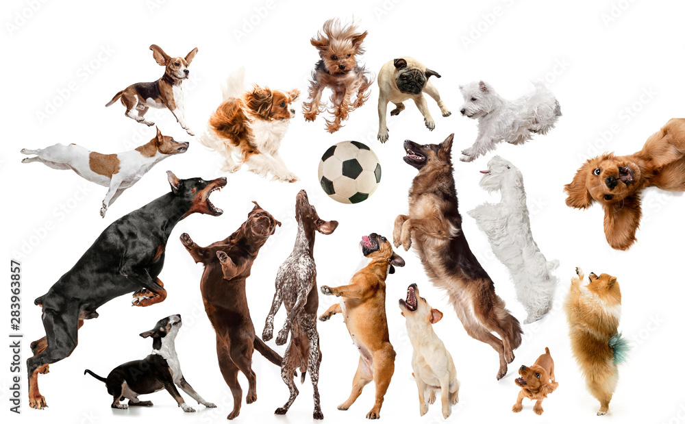 Young dogs are posing. Cute doggies or pets are looking happy isolated on white background. Studio photoshots. Creative collage of dogs, fighting for ball like a football players. Flyer for your ad. - obrazy, fototapety, plakaty 