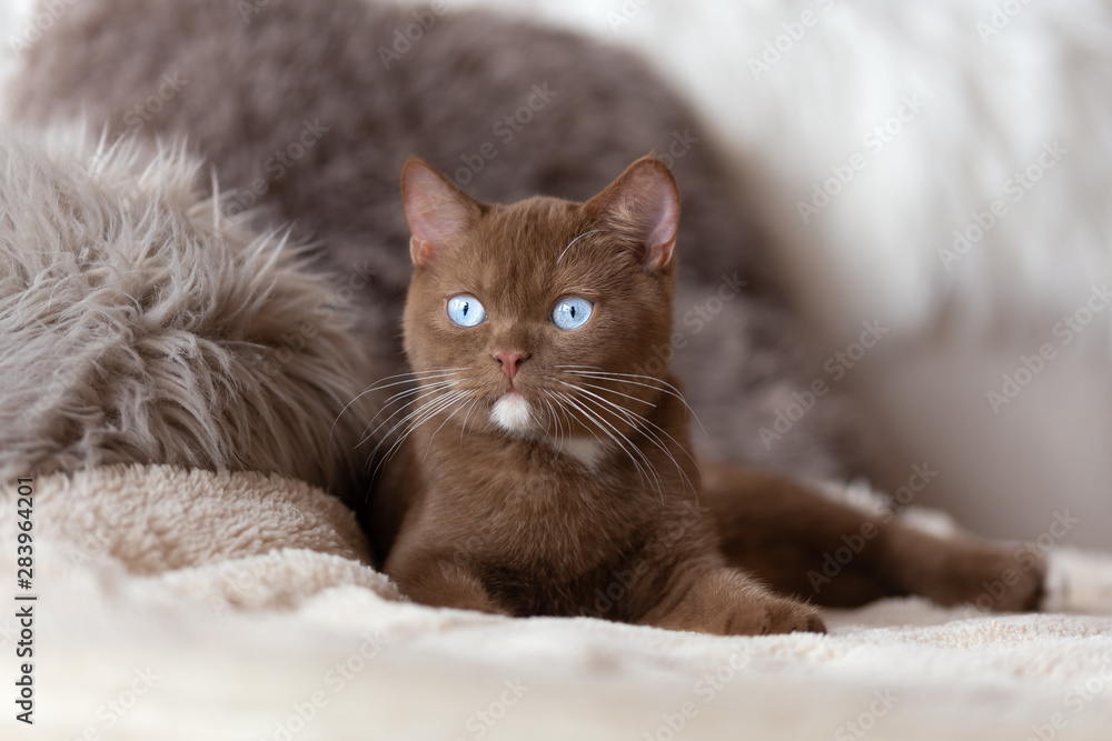 Exclusiv cinnamon BKH Katze mit blauen Augen Stock Photo Adobe Stock