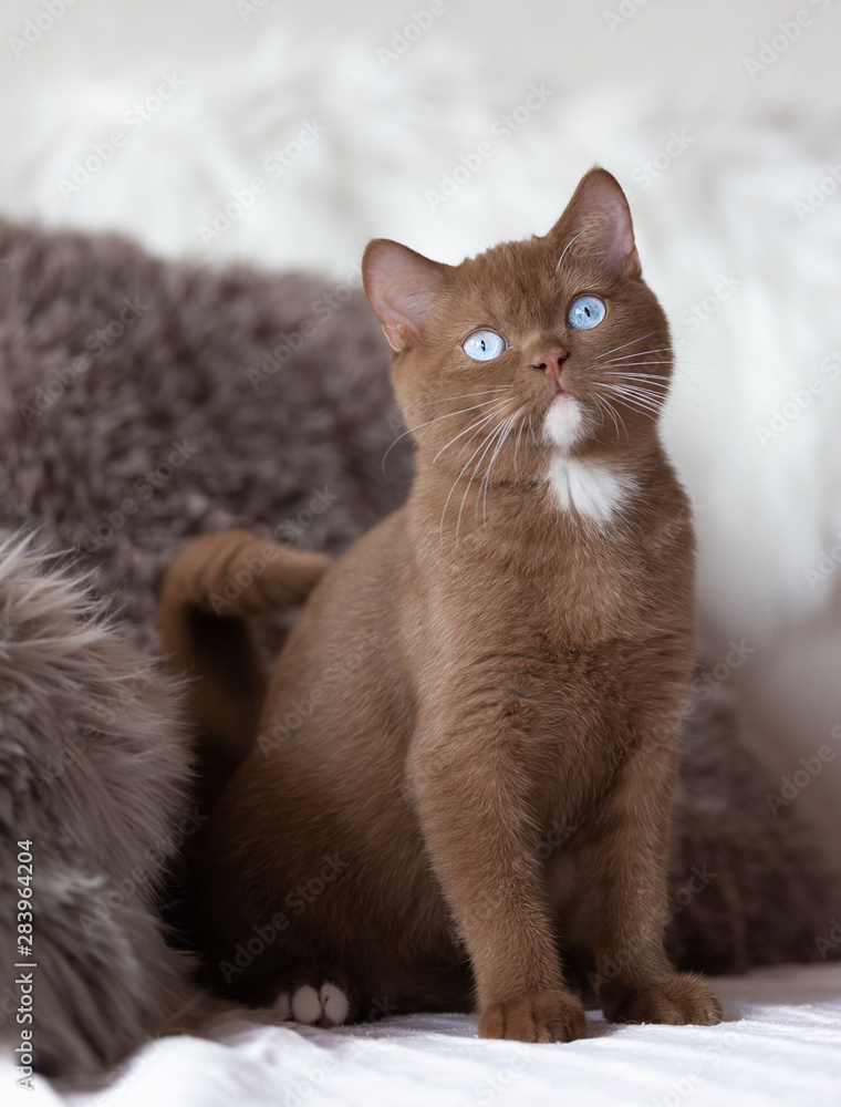Exclusiv - Rarität Cinnamon BKH Katze mit blauen Augen - blue eyes  Stock-Foto | Adobe Stock