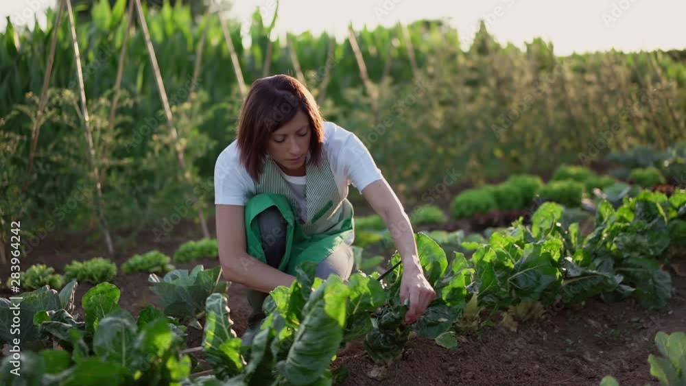 Woman working in a vegetable garden Woman working in a vegetable garden