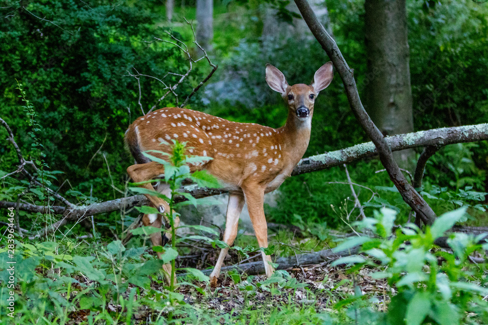 Roadside Whitetail Deer, a Fawn Roadside Whitetail Deer, a Fawn