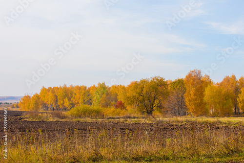 Golden autumn time. Beautiful autumn forest.