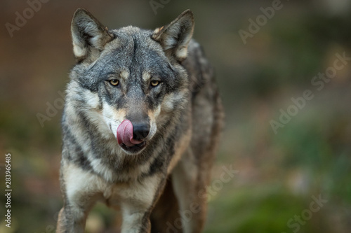 Portrait of grey wolf in the forest © AB Photography