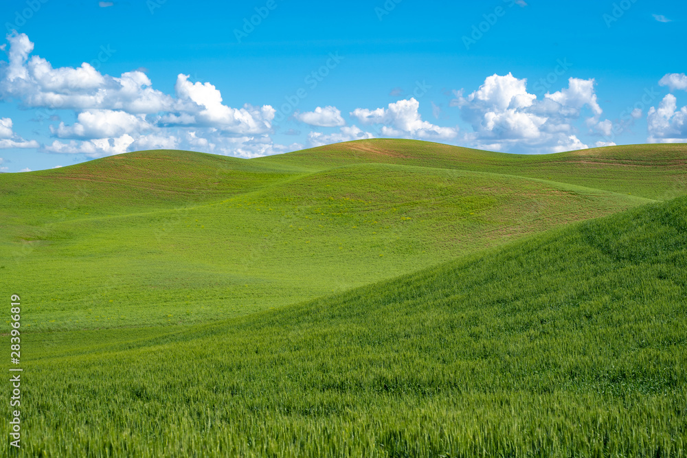 Sunny summer day in the rolling green grass hills of the Palouse in Washington State Sunny summer day in the rolling green grass hills of the Palouse in Washington State