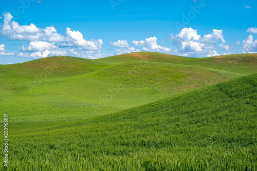 Vászonkép Sunny summer day in the rolling green grass hills of the Palouse in Washington S