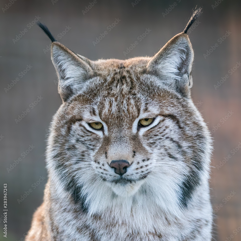 Obraz premium Portrait of lynx
