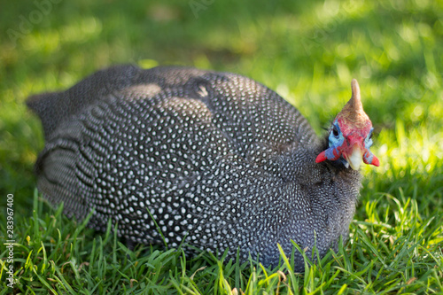 Guinea Fowl 