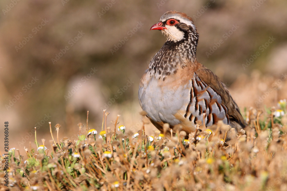 Red legged partridge, Alectoris rufa Red legged partridge, Alectoris rufa