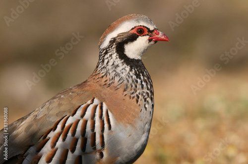 Red legged partridge, Alectoris rufa