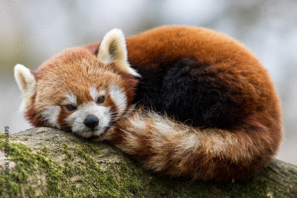 Red Panda in the tree
