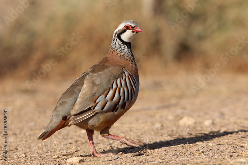 Red legged partridge, Alectoris rufa, partridge photo