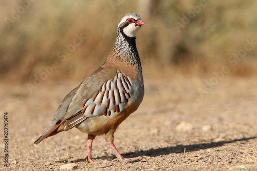 Tela Red legged partridge, Alectoris rufa, partridge