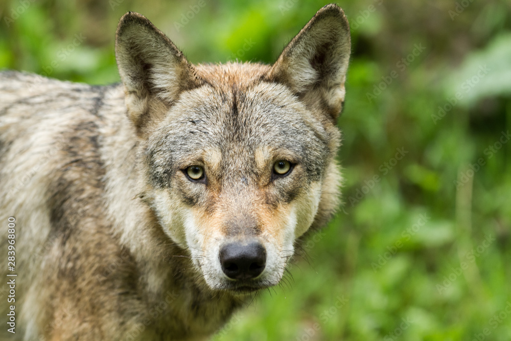 Portrait of grey wolf in the forest