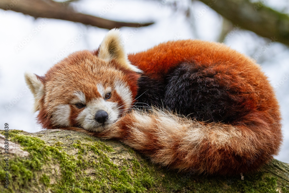 Red Panda in the tree