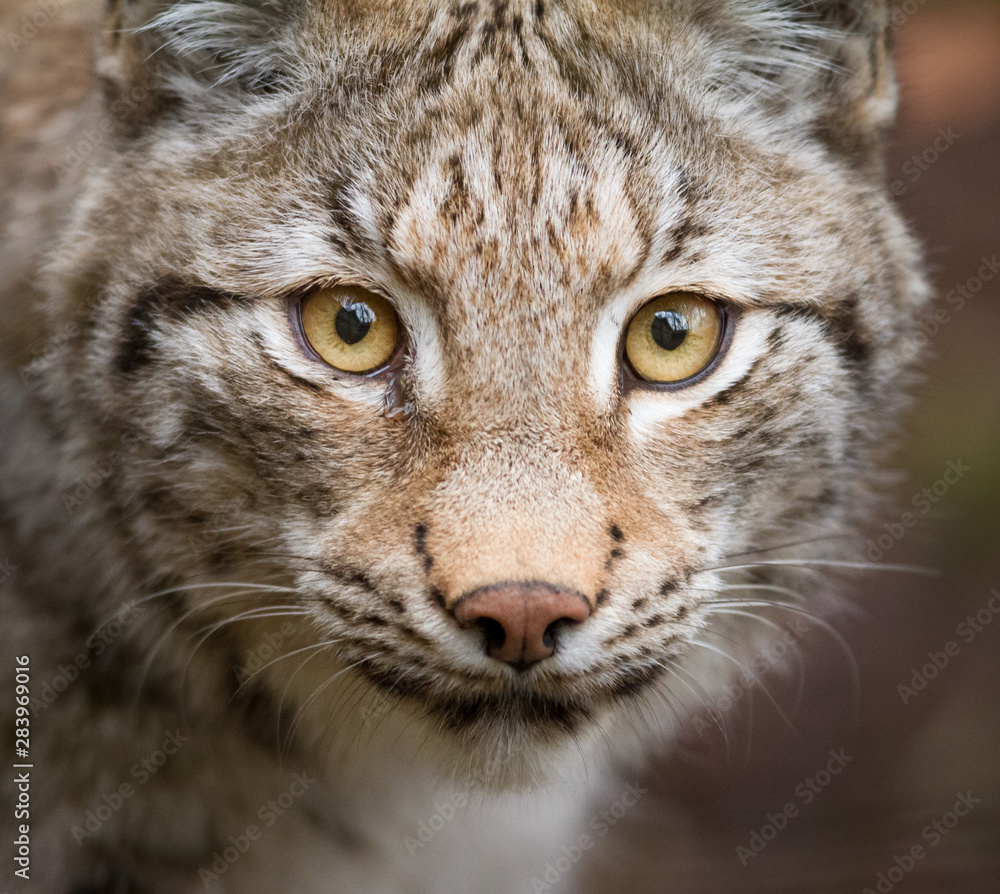 Obraz premium Portrait of lynx