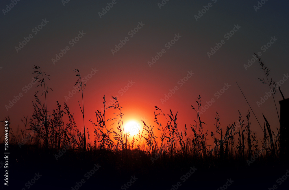 Field wild grass silhuette on sunset sunlight.