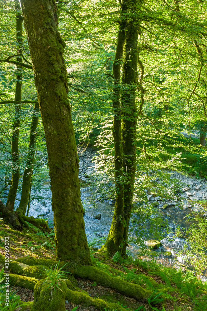 Along the river Barle in Tarr Steps Woodland Along the river Barle in Tarr Steps Woodland