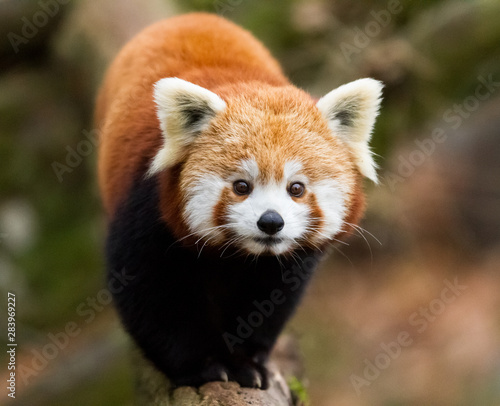 Obraz na płótnie Red Panda in the tree w salonie