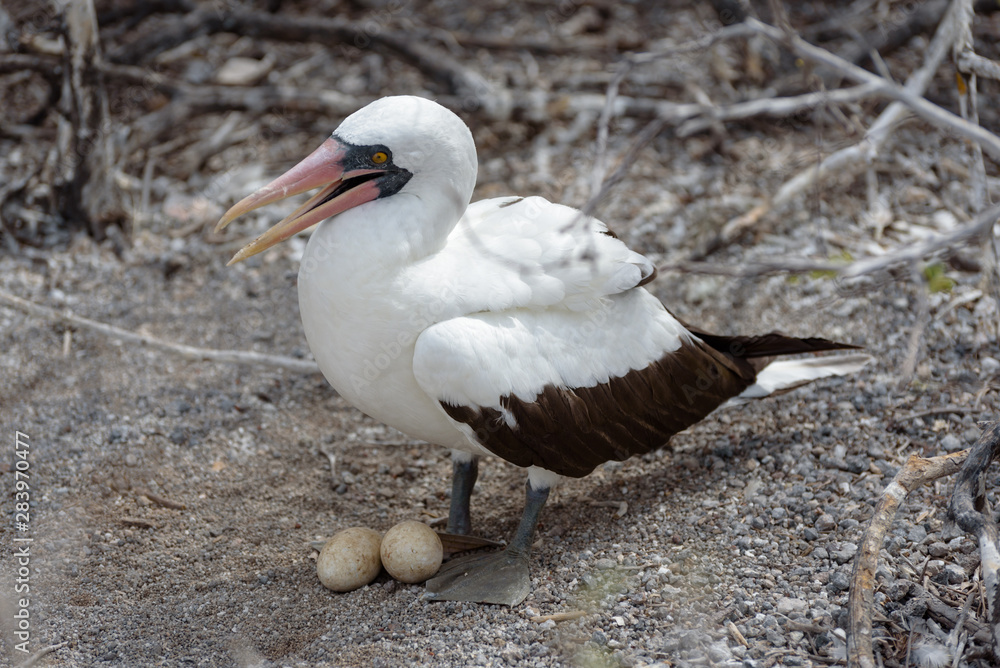 Nazca Booby (sula granti) with nest with two eggs on Genovesa Island, Galapagos Islands, Ecuador, South America. Nazca Booby (sula granti) with nest with two eggs on Genovesa Island, Galapagos Islands, Ecuador, South America.