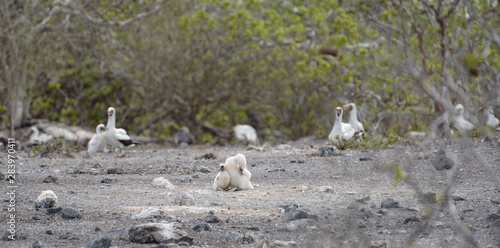 A group of Nazca Booby and chicks on Genovesa Island, Galapagos Islands, Ecuador, South America.