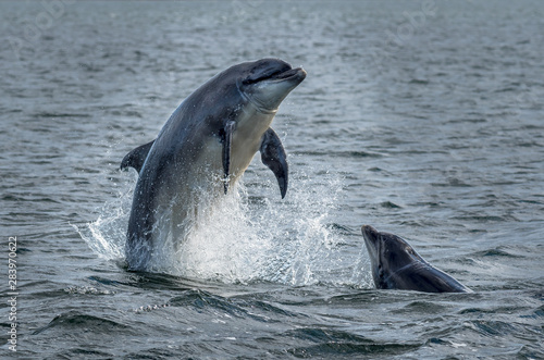 Wild Bottlenose Dolphins Jumping Out Of Ocean Water At The Moray Firth Near Inverness In Scotland photo