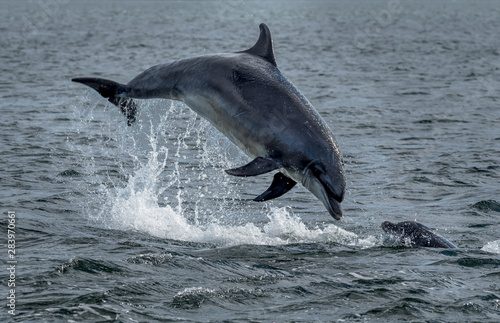 Wild Bottlenose Dolphins Jumping Out Of Ocean Water At The Moray Firth Near Inverness In Scotland