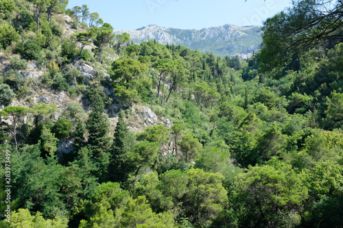 Forest in the south of europe