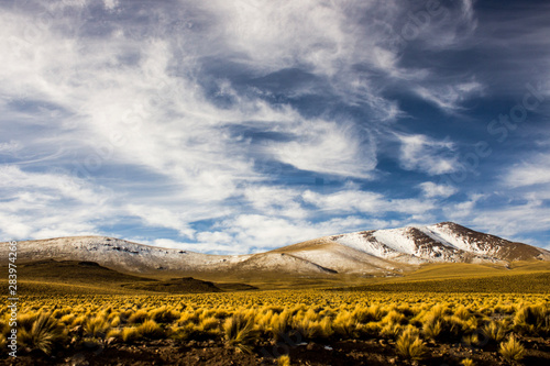 Altiplano amarillo con Nubes Blancas y Montañas Nevadas